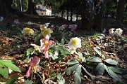 46 Festa di ellebori in fiore alla Baita Alpini